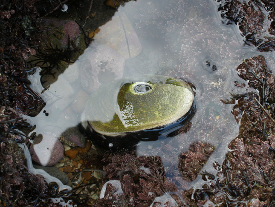  Megathura cernulata (Giant Keyhole Limpet)